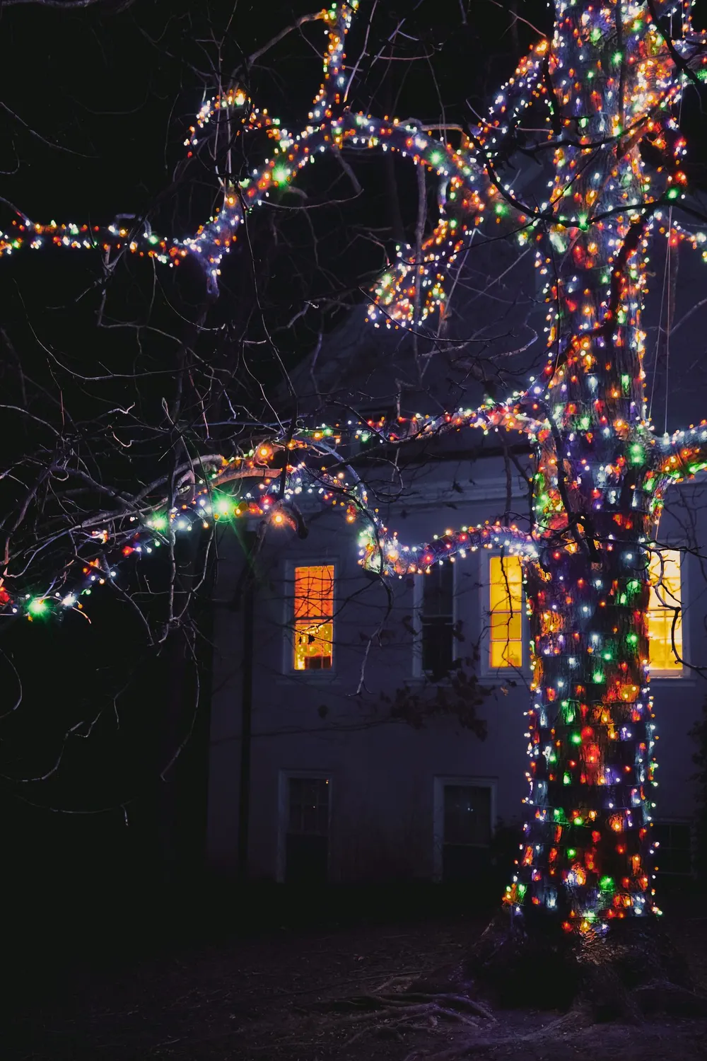 Example of a large yard tree wrapped trunk to branch in multicolour LED lights in front of a home