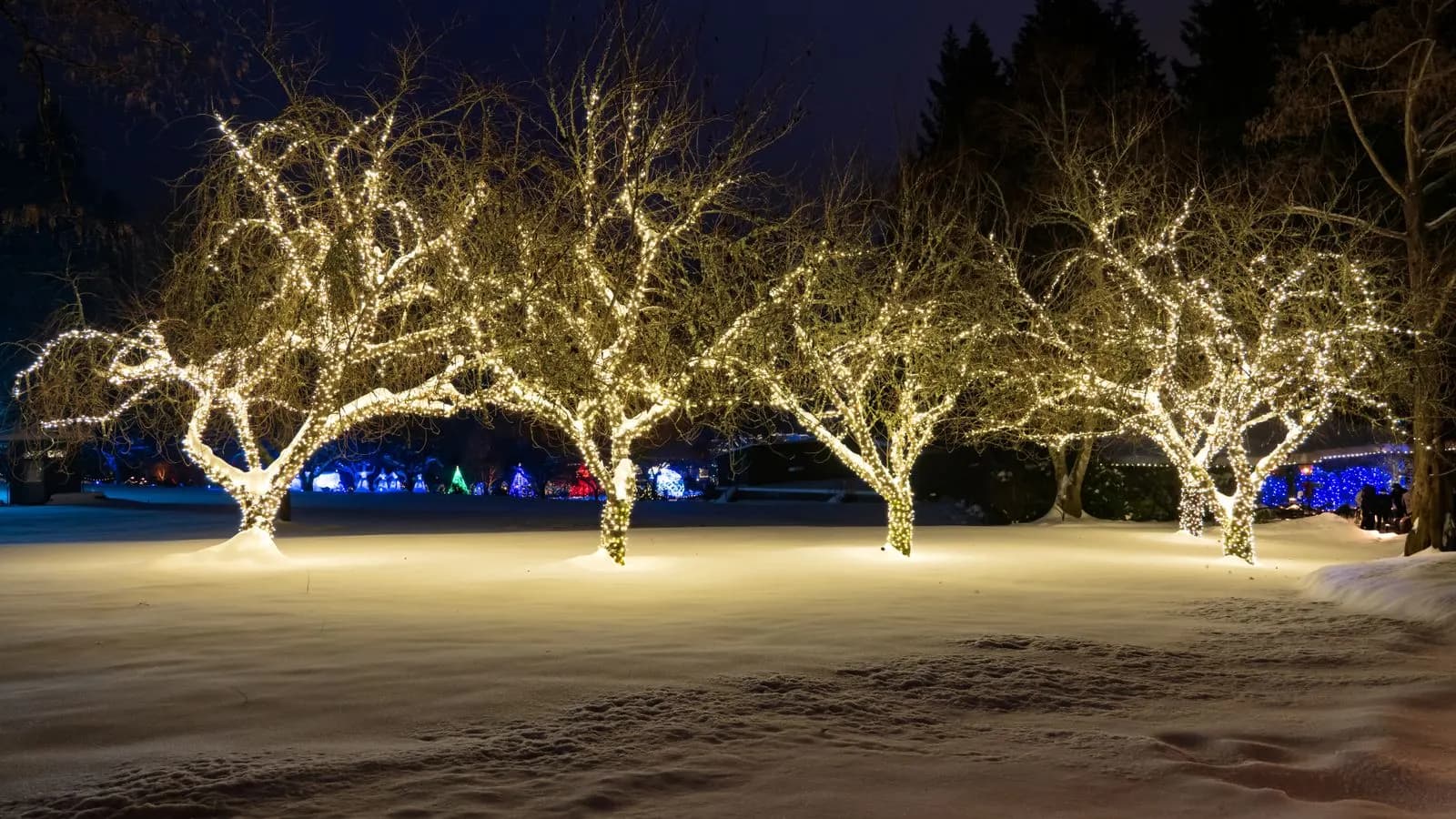 Example of a row of trees fully wrapped in warm white LED Christmas lights