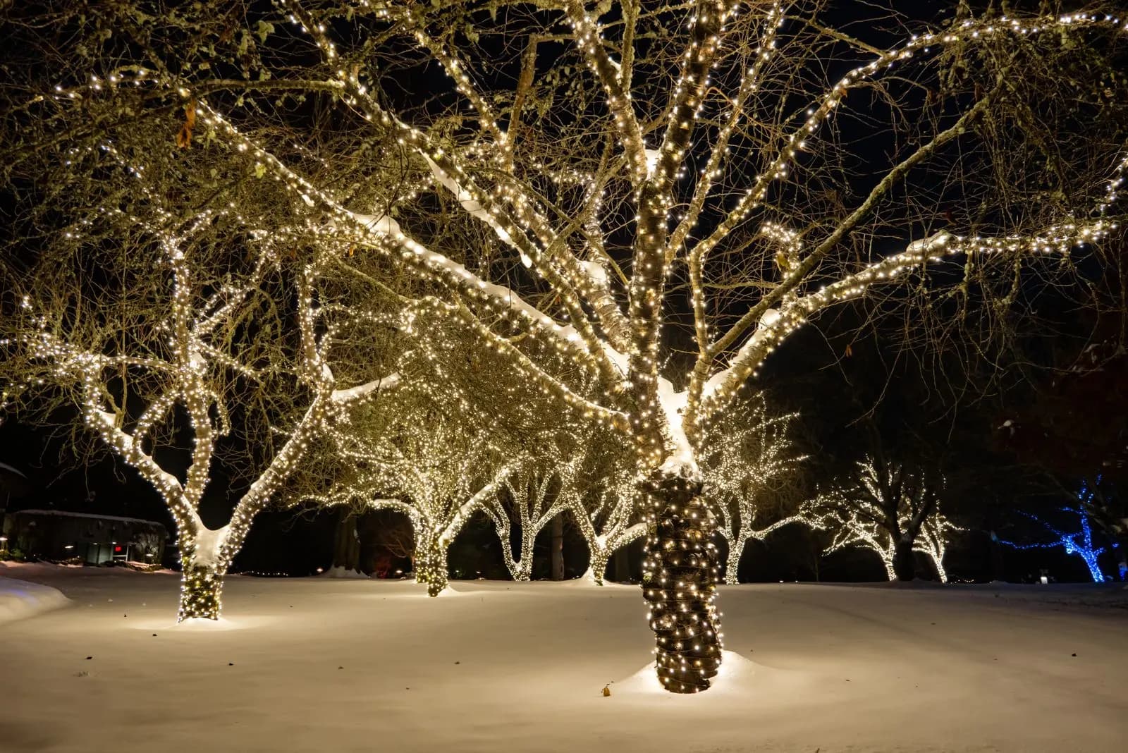 Example of mature trees wrapped trunk and canopy in warm white LED lights